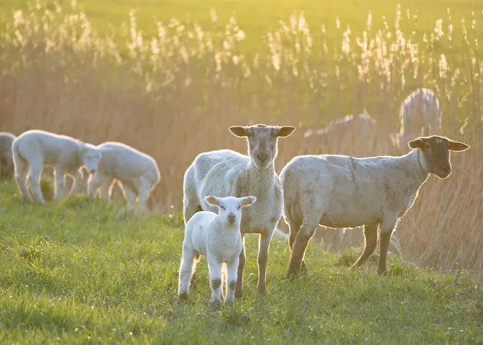 Alte Schule Kating Appartamento